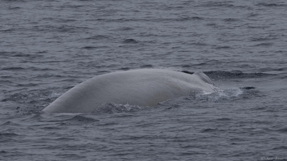 OTL30-25, Day 5, Blue Whale © Sara Jenner - Oceanwide Expeditions.jpg