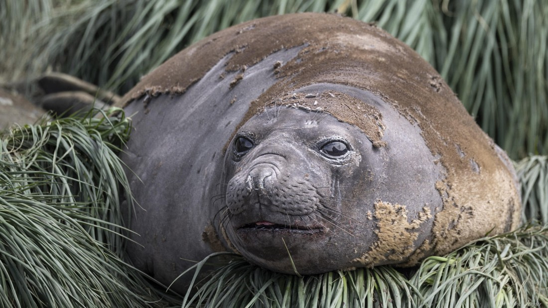 OTL30-25, Day 5, Elephant seal © Sara Jenner - Oceanwide Expeditions.jpg