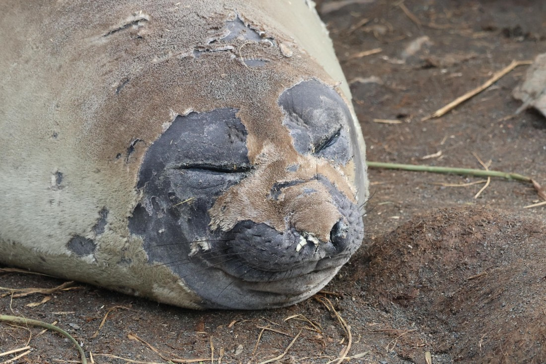 OTL30-25, Day 5, elephant seal sleeping (2) © Unknown photographer - Oceanwide Expeditions.JPG