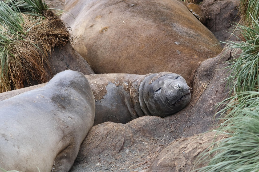 OTL30-25, Day 5, Elephant seal sleeping © Unknown photographer - Oceanwide Expeditions.JPG