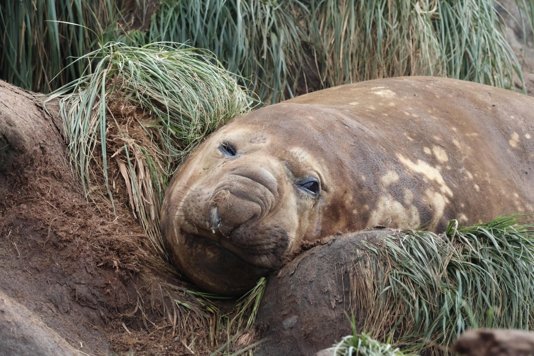 OTL30-25, Day 5, elephant seal2 © Unknown photographer - Oceanwide Expeditions.JPG