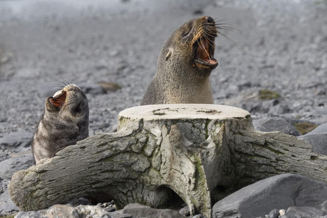OTL30-25, Day 5, Fur seal © Sara Jenner - Oceanwide Expeditions.jpg