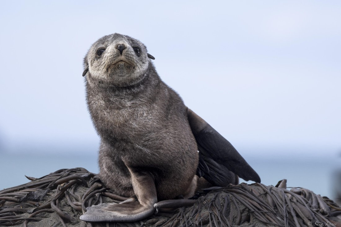 OTL30-25, Day 5, Fur seal 2 © Sara Jenner - Oceanwide Expeditions.jpg