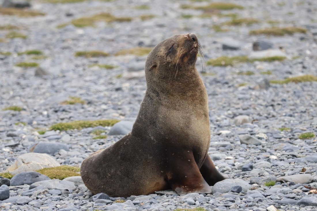 OTL30-25, Day 5, fur seal content © Unknown photographer - Oceanwide Expeditions.JPG