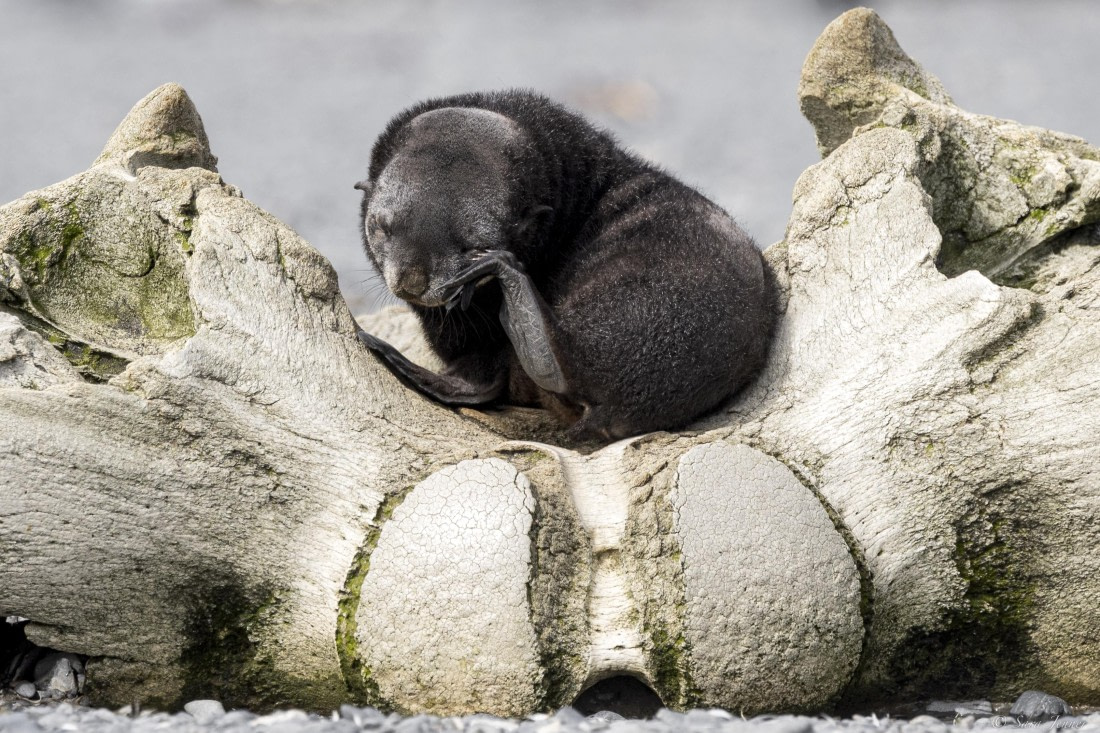 OTL30-25, Day 5, Fur seal on whale bone © Sara Jenner - Oceanwide Expeditions.jpg
