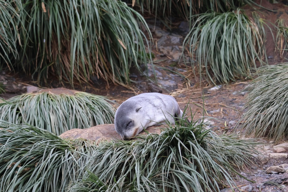 OTL30-25, Day 5, Fur seal sleeping © Unknown photographer - Oceanwide Expeditions.JPG