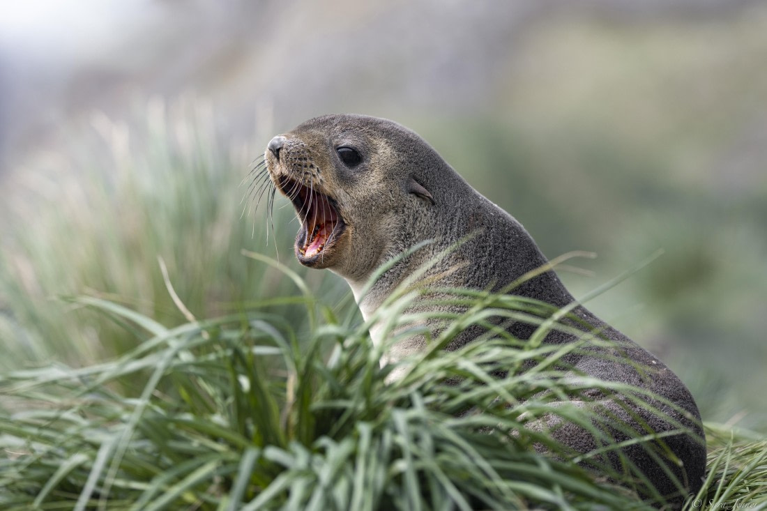 OTL30-25, Day 5, Fur seals © Sara Jenner - Oceanwide Expeditions.jpg