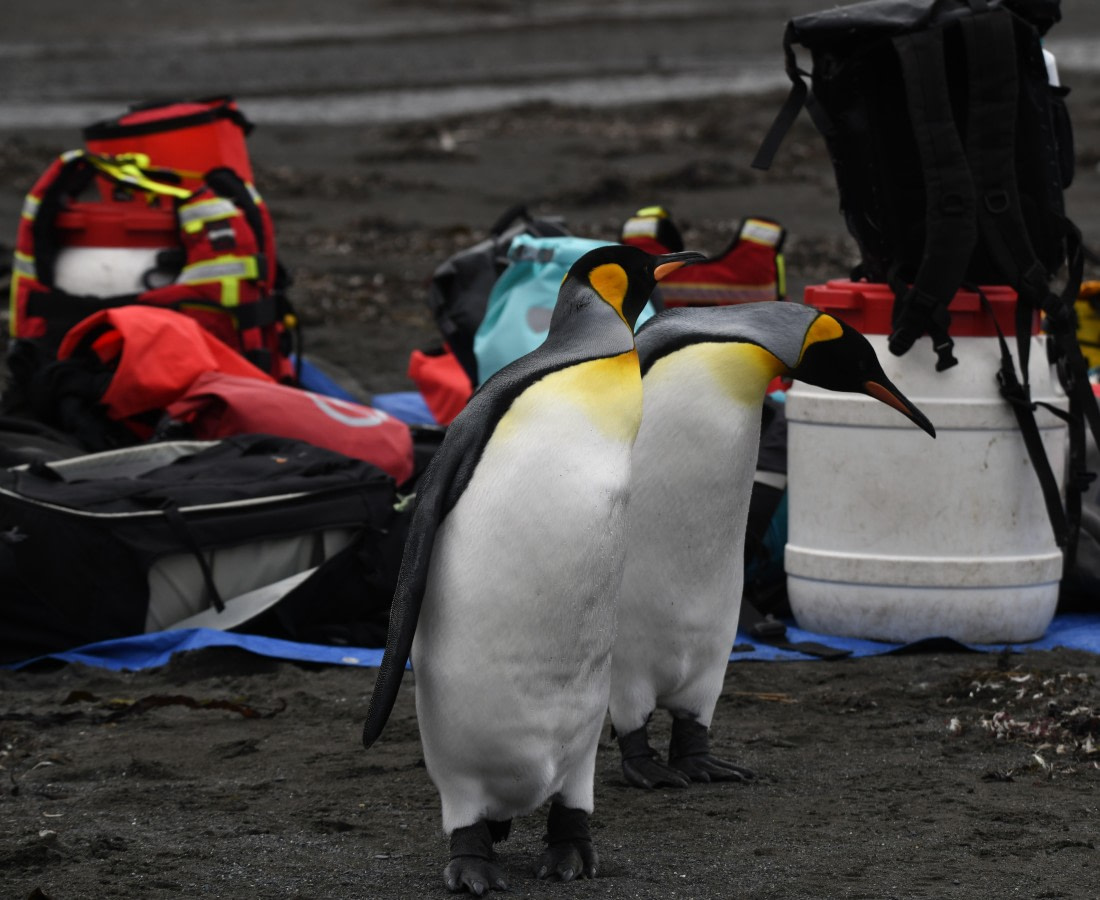 OTL30-25, Day 5, Gearcheck © Unknown photographer - Oceanwide Expeditions.JPG