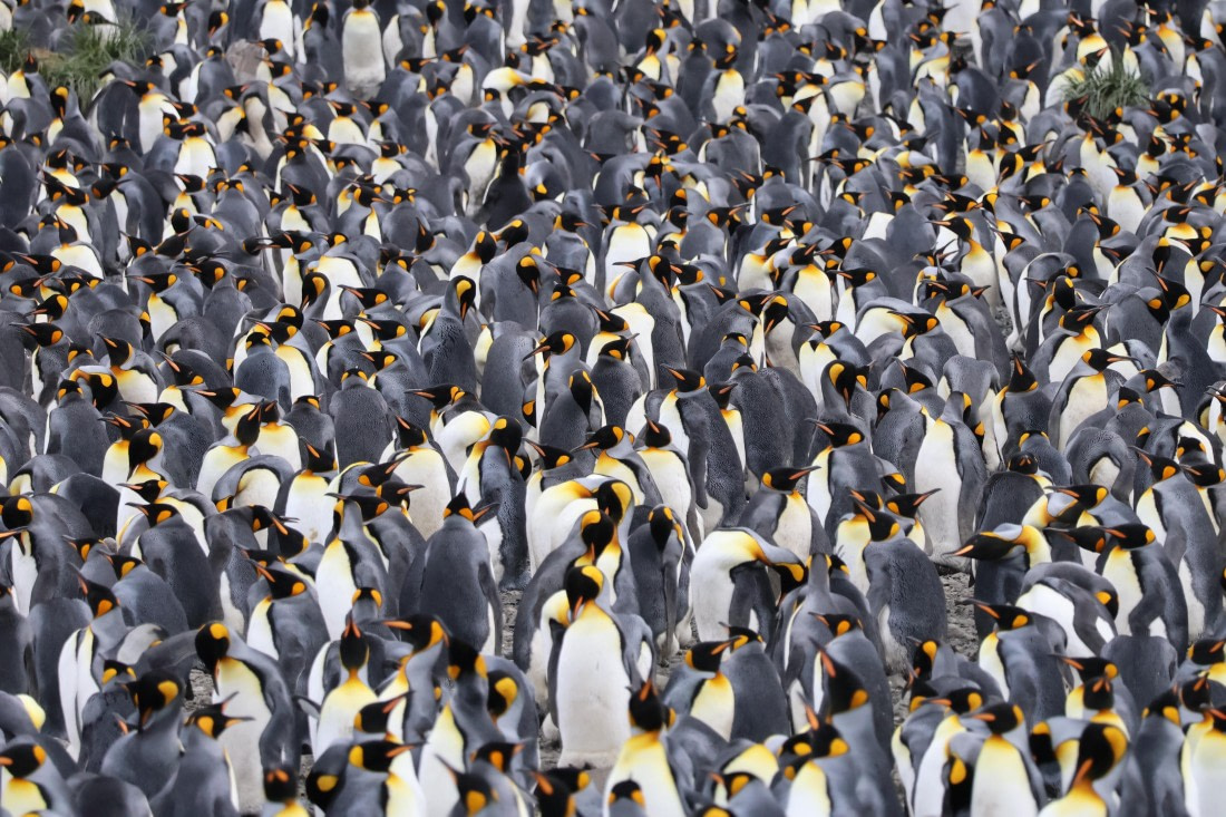 OTL30-25, Day 5, IMG_0538 © Unknown photographer - Oceanwide Expeditions.JPG