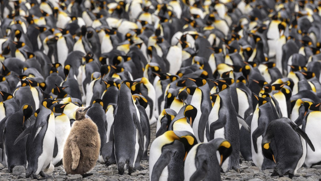 OTL30-25, Day 5, King chick © Sara Jenner - Oceanwide Expeditions.jpg