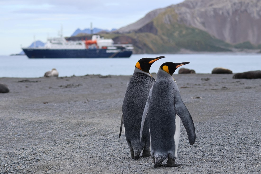 OTL30-25, Day 5, king ortelius © Unknown photographer - Oceanwide Expeditions.JPG