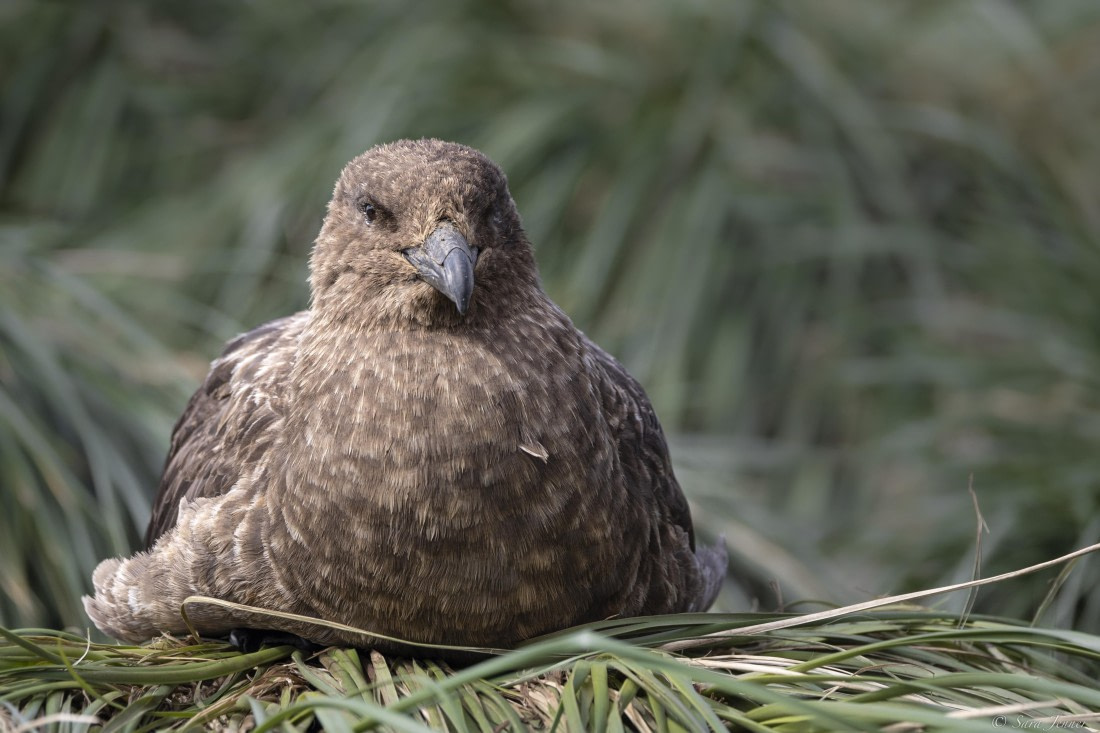 OTL30-25, Day 5, Skua © Sara Jenner - Oceanwide Expeditions.jpg
