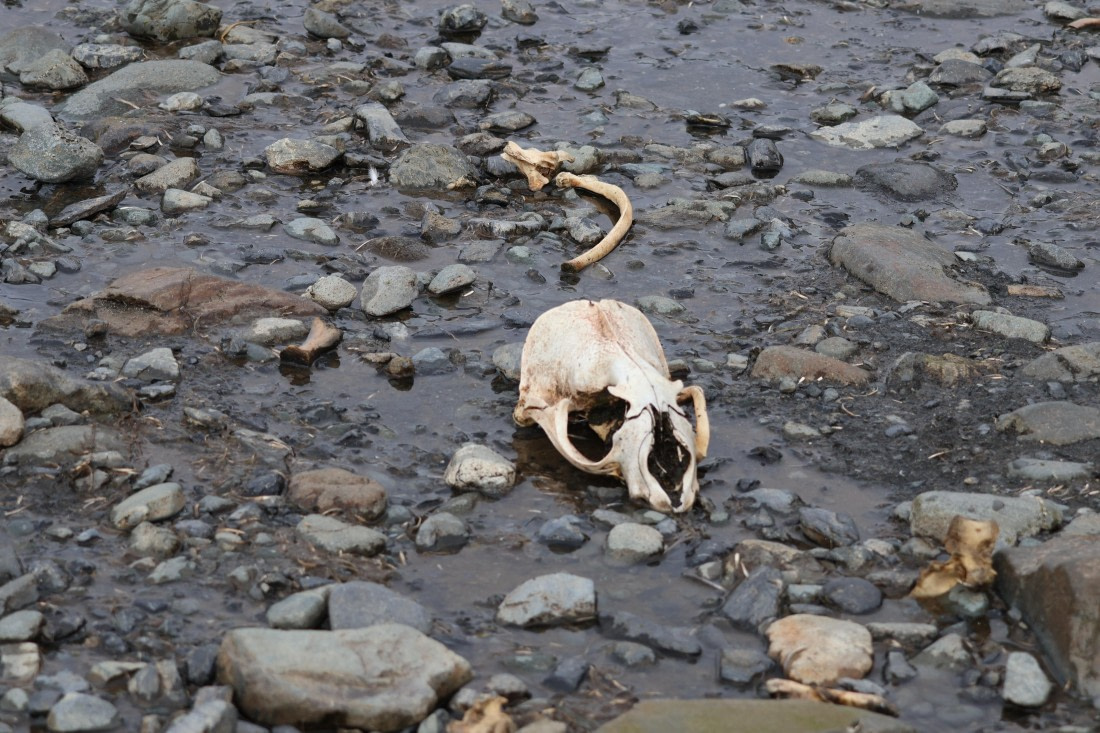 OTL30-25, Day 5, skull © Unknown photographer - Oceanwide Expeditions.JPG