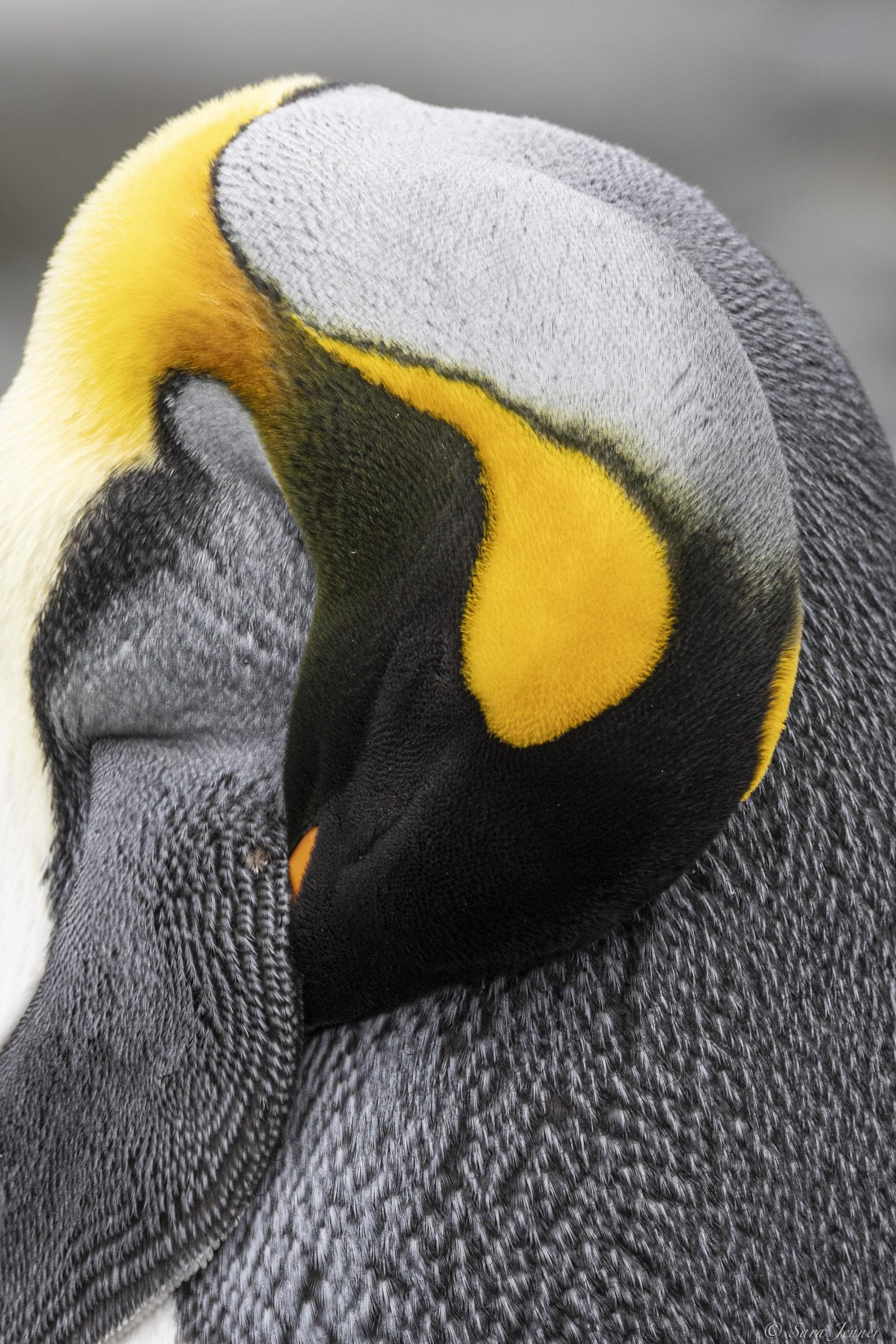 OTL30-25, Day 5, Sleeping king © Sara Jenner - Oceanwide Expeditions.jpg