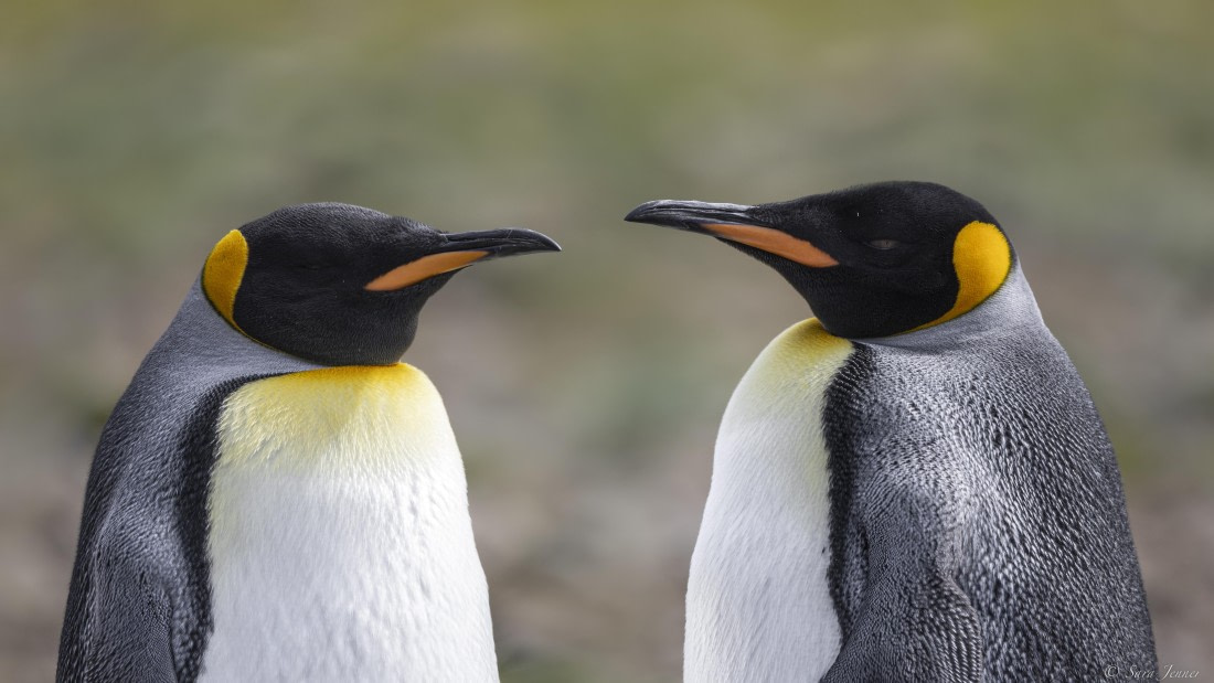 OTL30-25, Day 5, Two kings © Sara Jenner - Oceanwide Expeditions.jpg