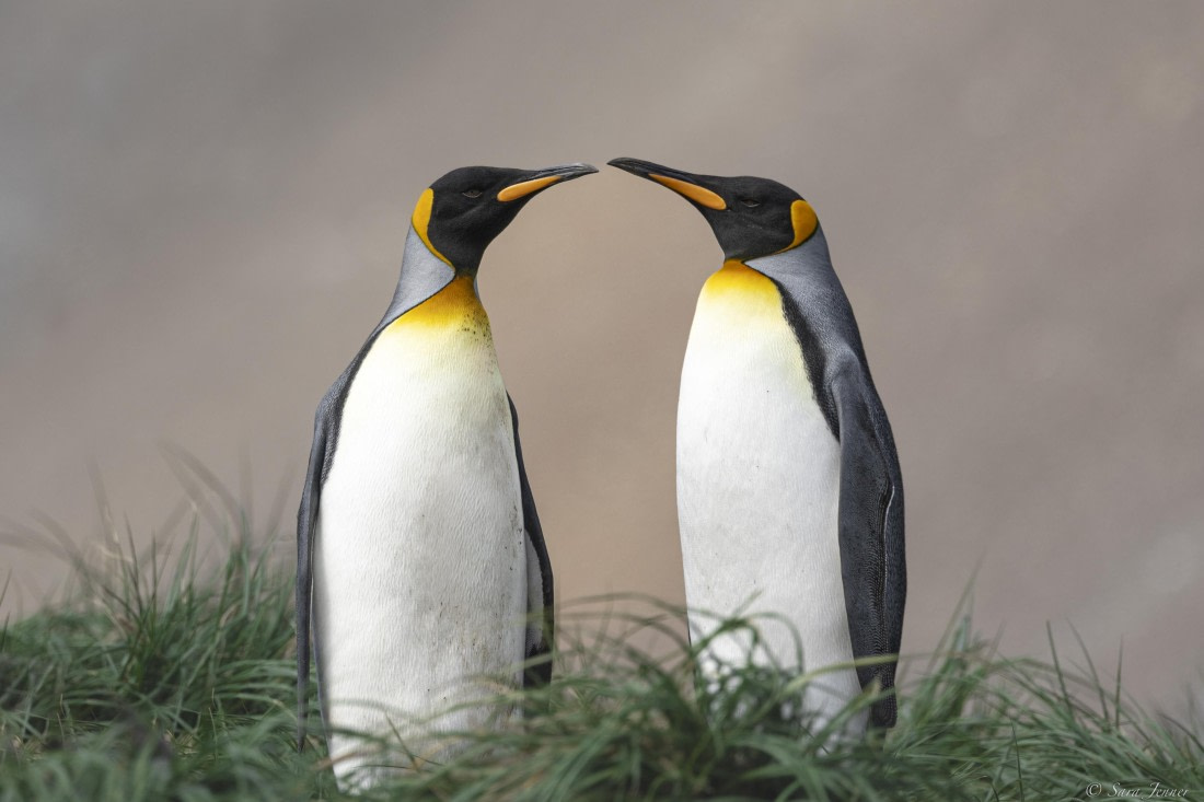 OTL30-25, Day 5, Two kings 1 © Sara Jenner - Oceanwide Expeditions.jpg