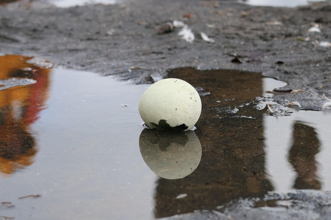 OTL30-25, Day 6, egg © Unknown photographer - Oceanwide Expeditions.JPG