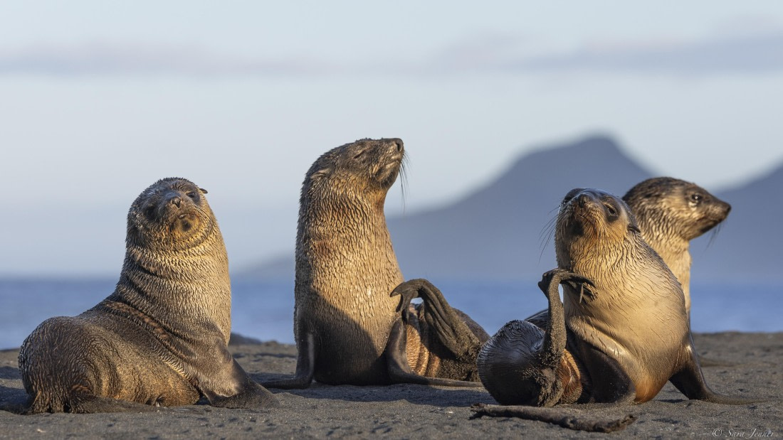 OTL30-25, Day 6, Four fur seal pups © Sara Jenner - Oceanwide Expeditions.jpg