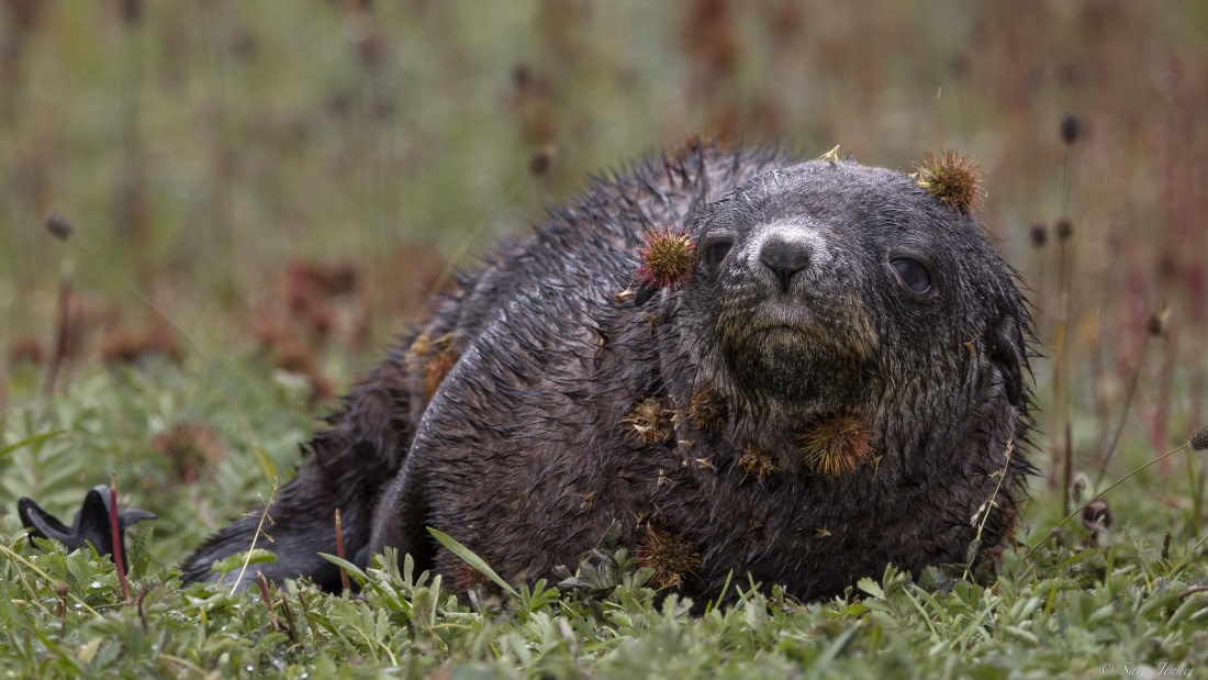 OTL30-25, Day 6, Fur seal covered in burrnet © Sara Jenner - Oceanwide Expeditions.jpg