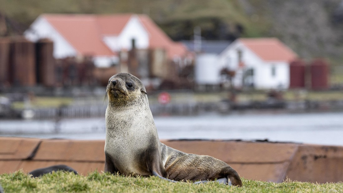 OTL30-25, Day 6, Fur seal and buildings © Sara Jenner - Oceanwide Expeditions.jpg