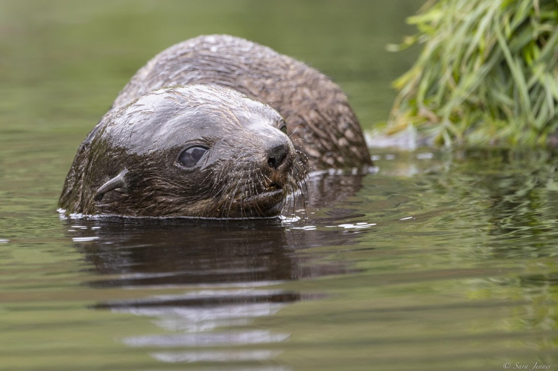 OTL30-25, Day 6, Fur seal in the water © Sara Jenner - Oceanwide Expeditions.jpg
