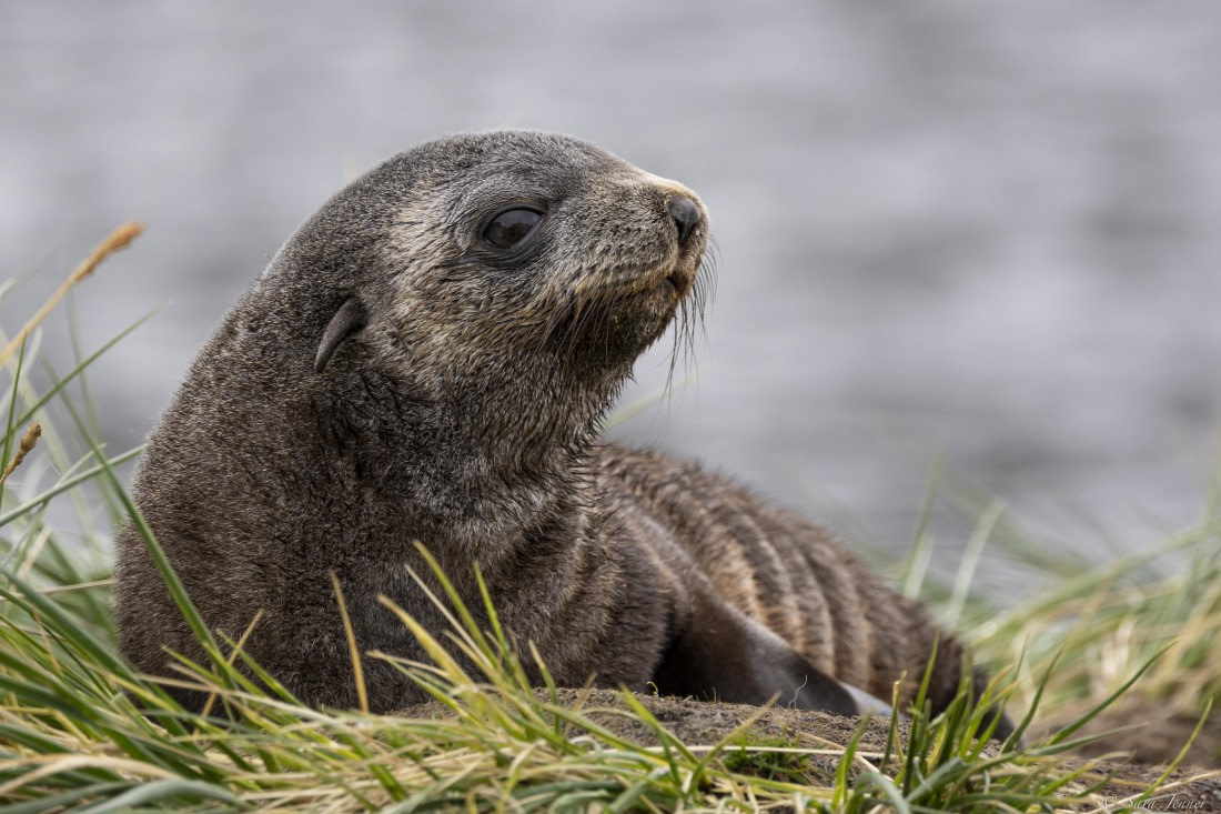OTL30-25, Day 6, Fur seal pup-2 © Sara Jenner - Oceanwide Expeditions.jpg