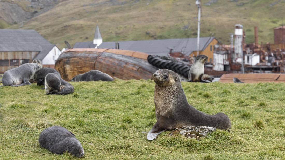 OTL30-25, Day 6, Fur seals in front of the boat © Sara Jenner - Oceanwide Expeditions.jpg