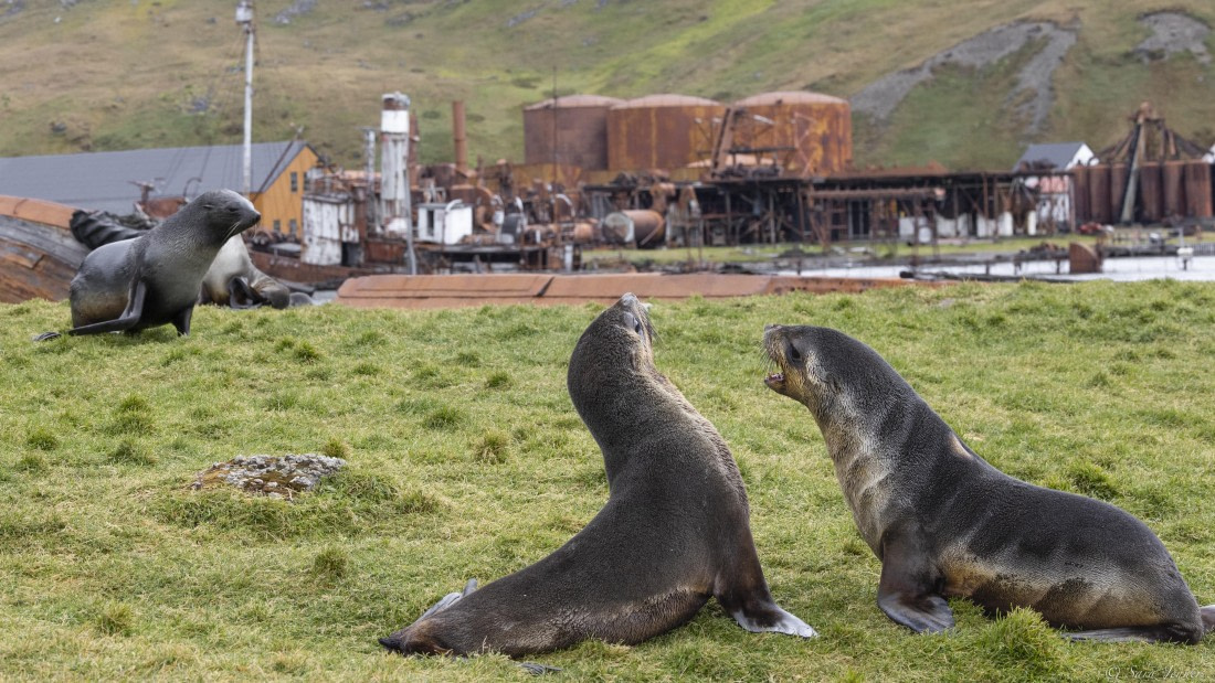 OTL30-25, Day 6, Fur seals playing © Sara Jenner - Oceanwide Expeditions.jpg