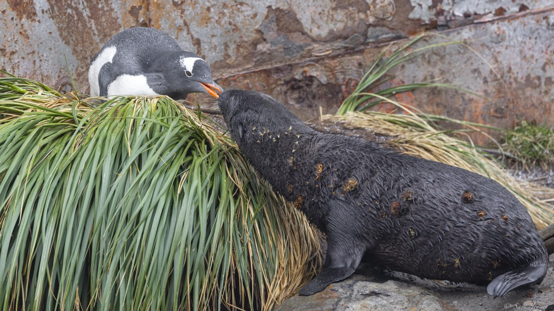 OTL30-25, Day 6, Gentoo and fur seal © Sara Jenner - Oceanwide Expeditions.jpg