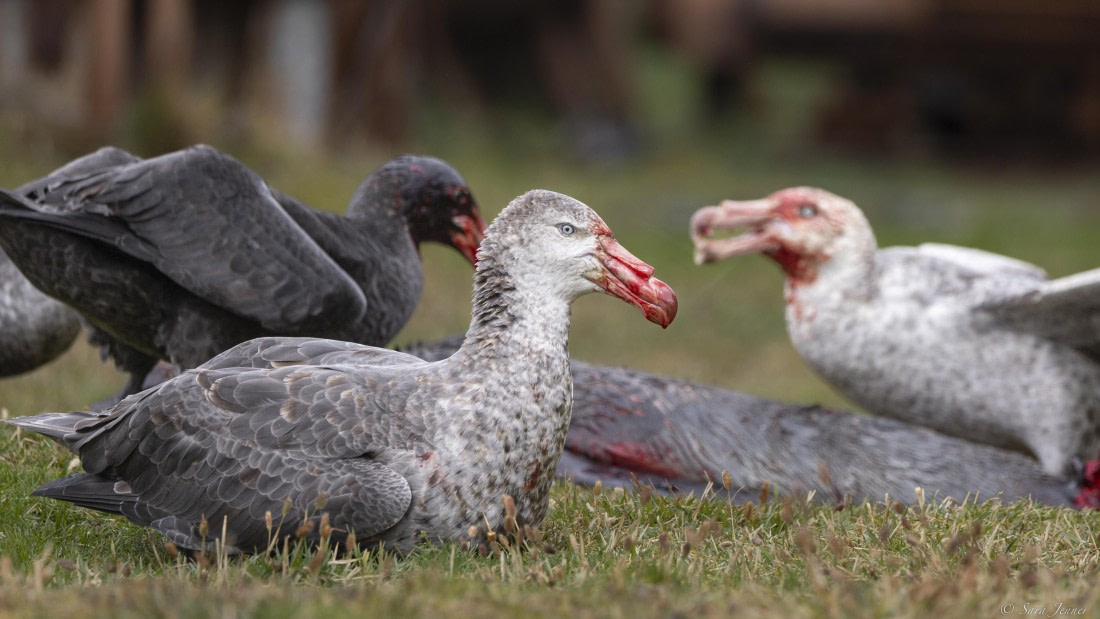 OTL30-25, Day 6, Giant petrels © Sara Jenner - Oceanwide Expeditions.jpg