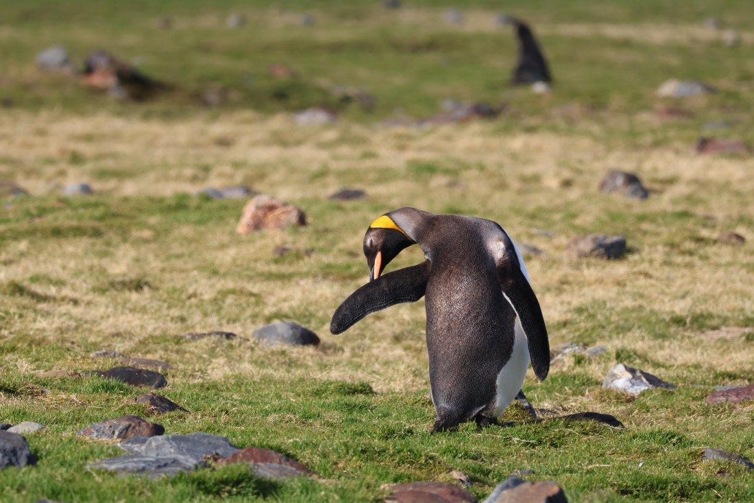 OTL30-25, Day 6, king direction © Unknown photographer - Oceanwide Expeditions.JPG