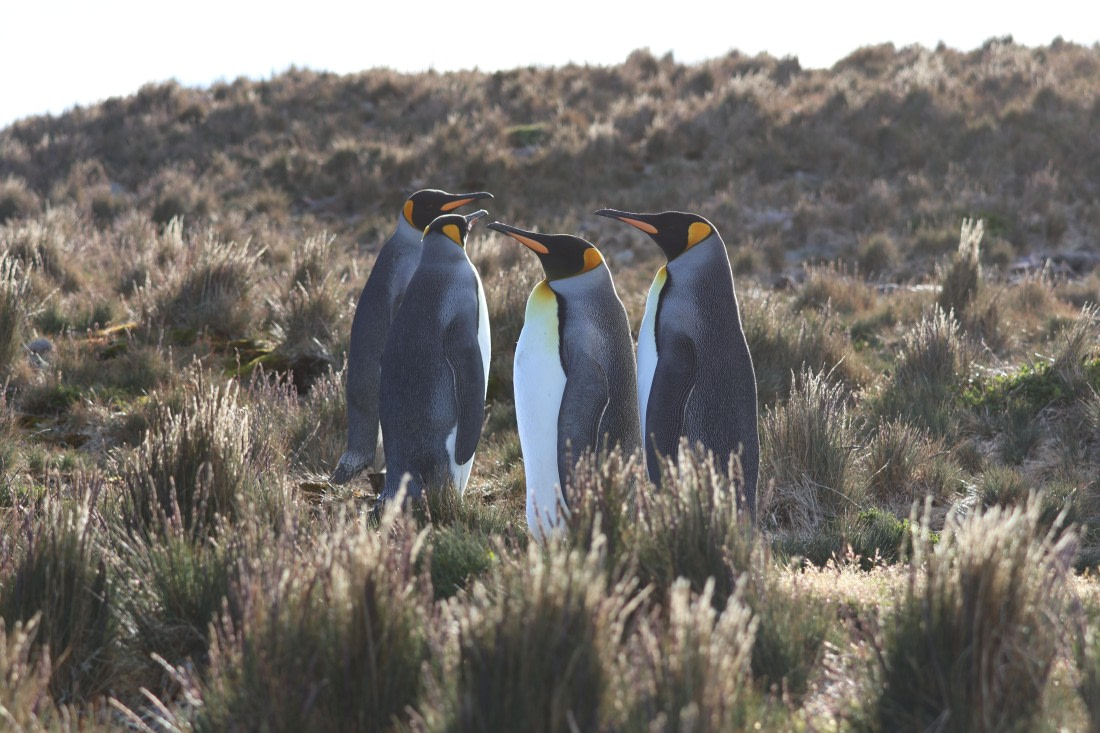 OTL30-25, Day 6, king sunset © Unknown photographer - Oceanwide Expeditions.JPG