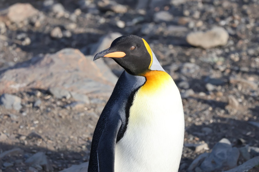 OTL30-25, Day 6, King1 (1) © Unknown photographer - Oceanwide Expeditions.JPG