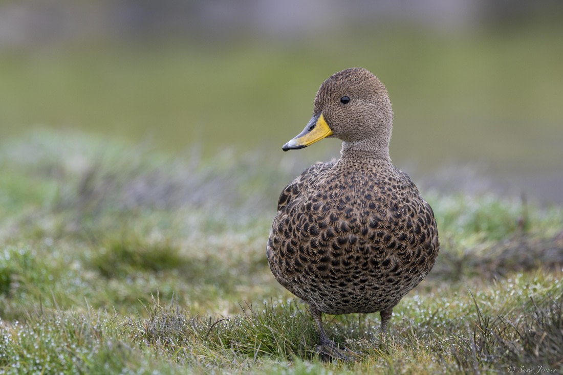 OTL30-25, Day 6, Pintail © Sara Jenner - Oceanwide Expeditions.jpg