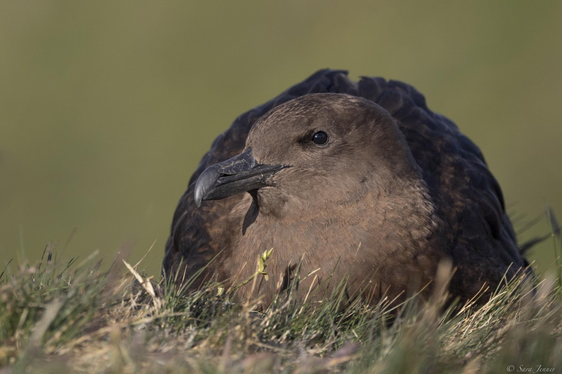 OTL30-25, Day 6, Skua (2) © Sara Jenner - Oceanwide Expeditions.JPG