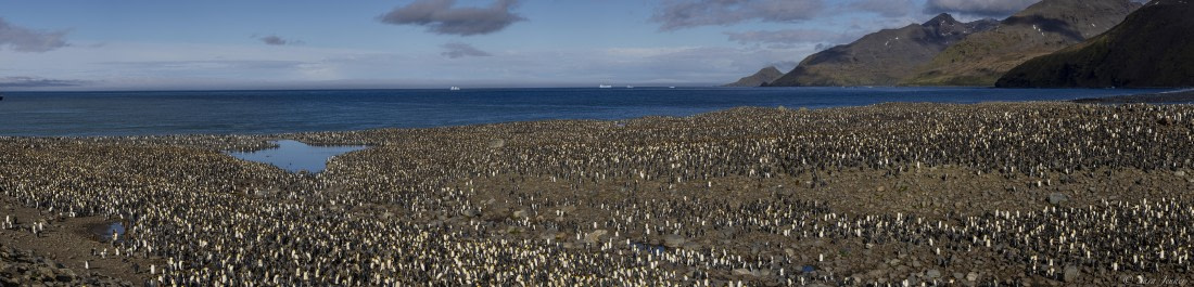 OTL30-25, Day 6, St Andrews © Sara Jenner - Oceanwide Expeditions.jpg