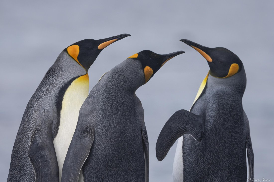 OTL30-25, Day 7, 3 kings © Sara Jenner - Oceanwide Expeditions.jpg