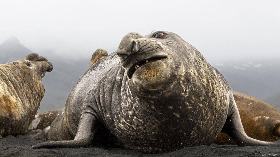 OTL30-25, Day 7, Big elephant seal © Sara Jenner - Oceanwide Expeditions.jpg