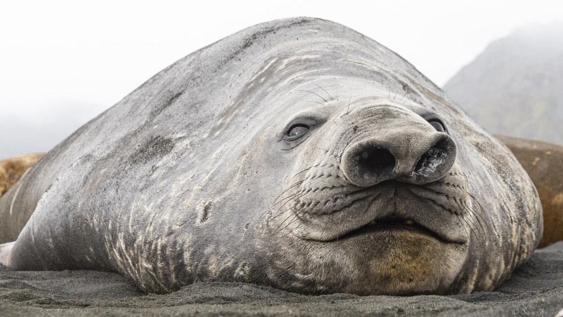 OTL30-25, Day 7, Big elephant seal 1 © Sara Jenner - Oceanwide Expeditions.jpg