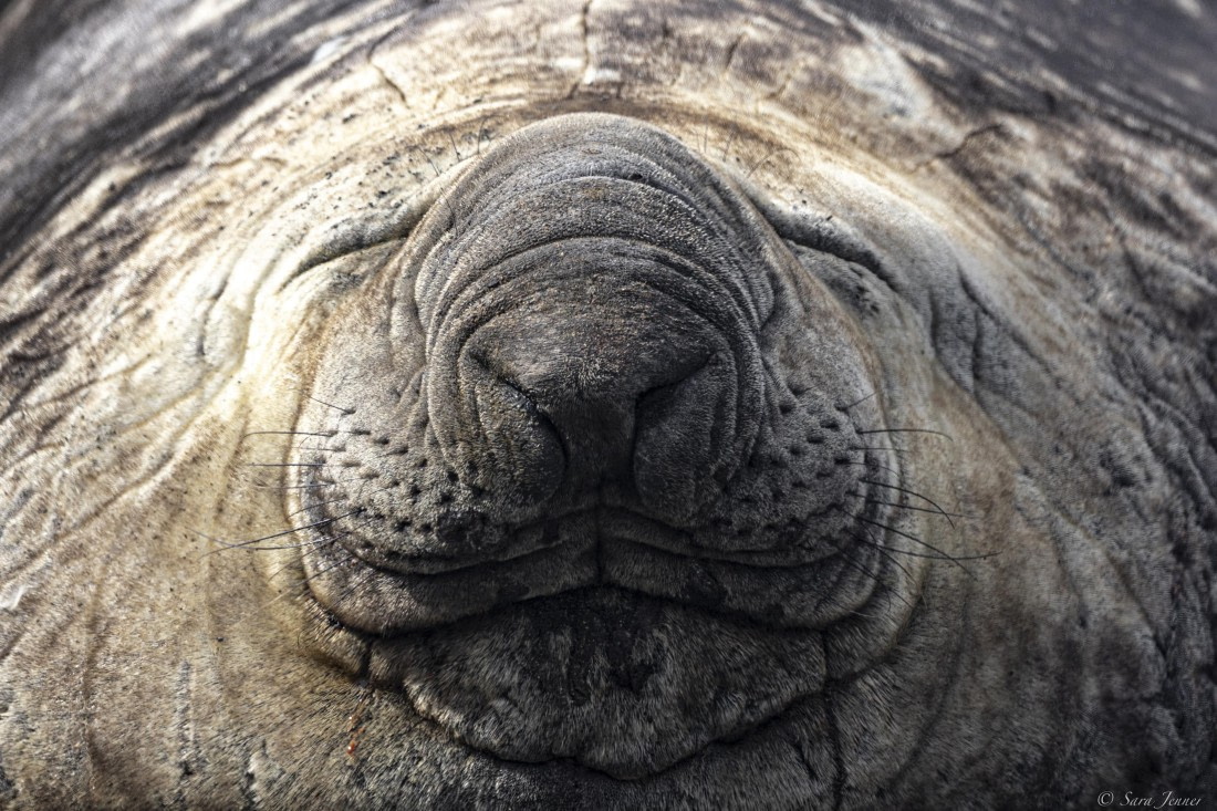 OTL30-25, Day 7, Big elephant seal nose © Sara Jenner - Oceanwide Expeditions.jpg