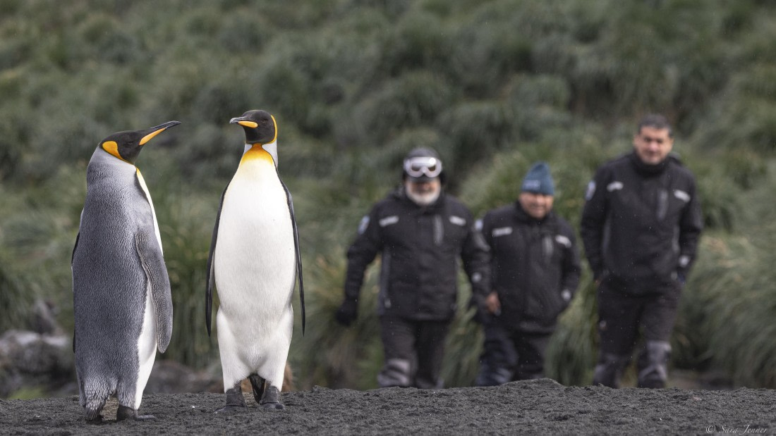 OTL30-25, Day 7, DAP guys with kings © Sara Jenner - Oceanwide Expeditions.jpg