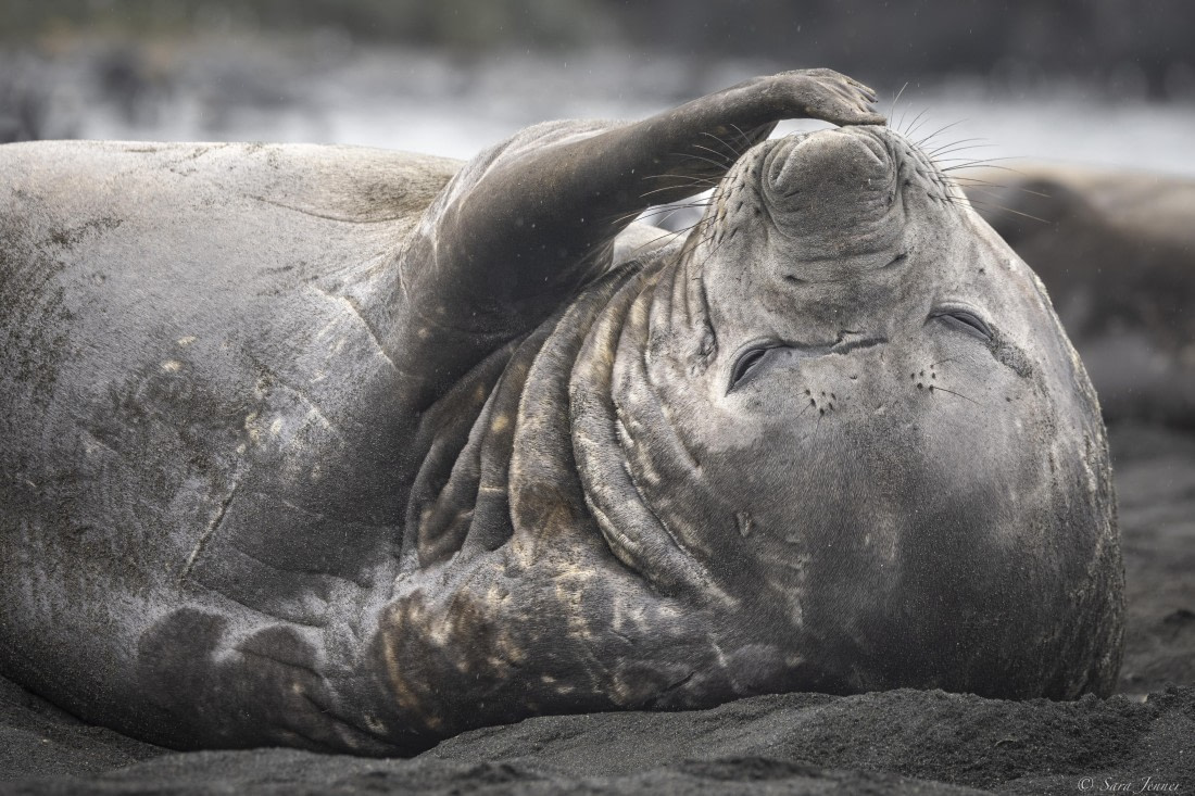 OTL30-25, Day 7, Elephant seal at gold harbour © Sara Jenner - Oceanwide Expeditions.jpg