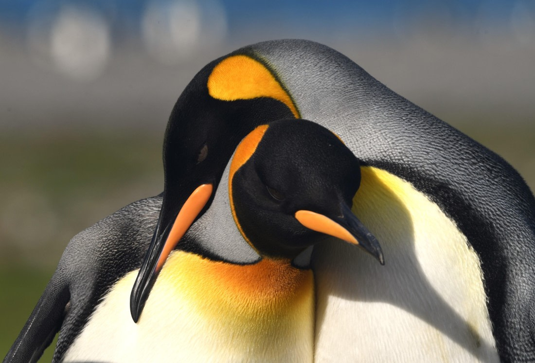 OTL30-25, Day 7, Friends © Sara Jenner - Oceanwide Expeditions.JPG