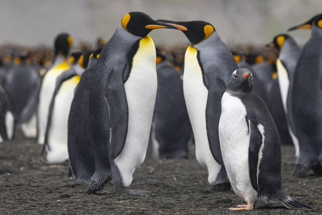 OTL30-25, Day 7, Gentoo and kings © Sara Jenner - Oceanwide Expeditions.jpg