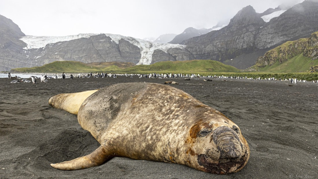 OTL30-25, Day 7, Gold Harbour © Sara Jenner - Oceanwide Expeditions.jpg