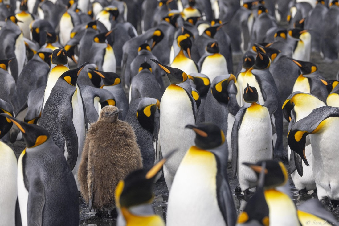 OTL30-25, Day 7, King chick (2) © Sara Jenner - Oceanwide Expeditions.jpg