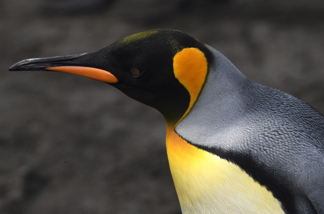 OTL30-25, Day 7, New feathers © Sara Jenner - Oceanwide Expeditions.JPG