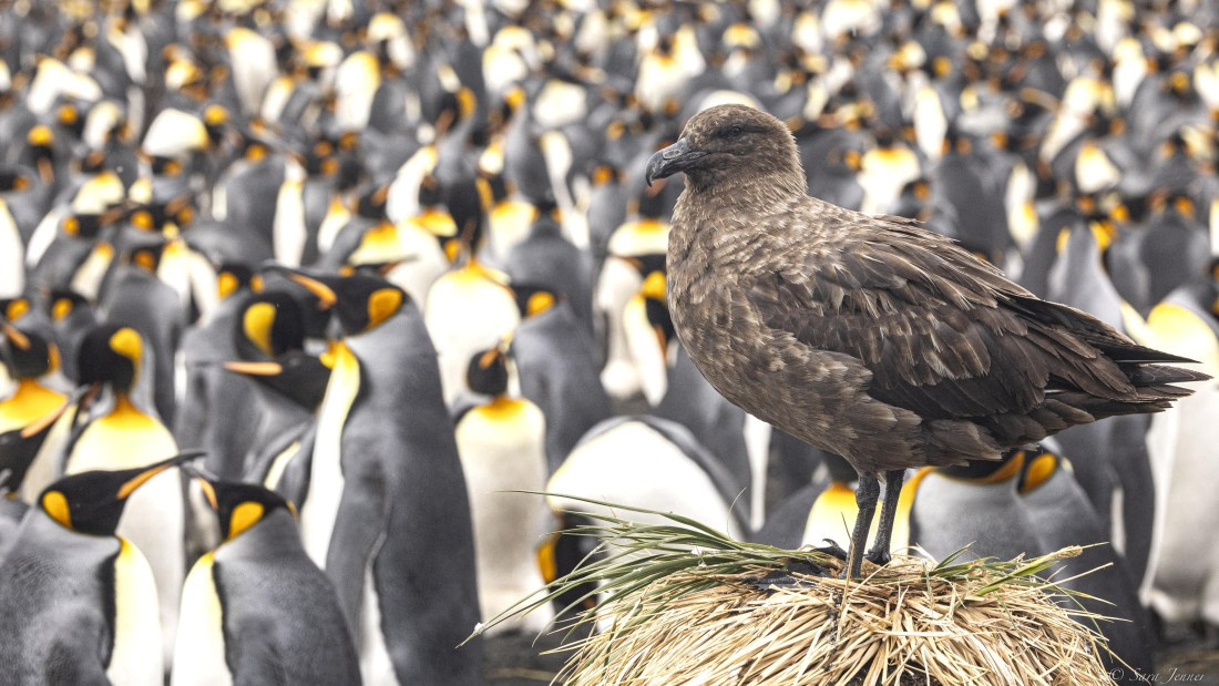 OTL30-25, Day 7, Skua and kings © Sara Jenner - Oceanwide Expeditions.jpg