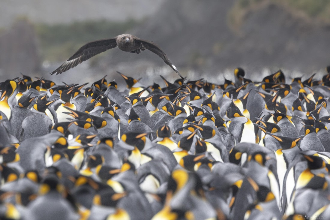 OTL30-25, Day 7, Skua and kings 1 © Sara Jenner - Oceanwide Expeditions.jpg