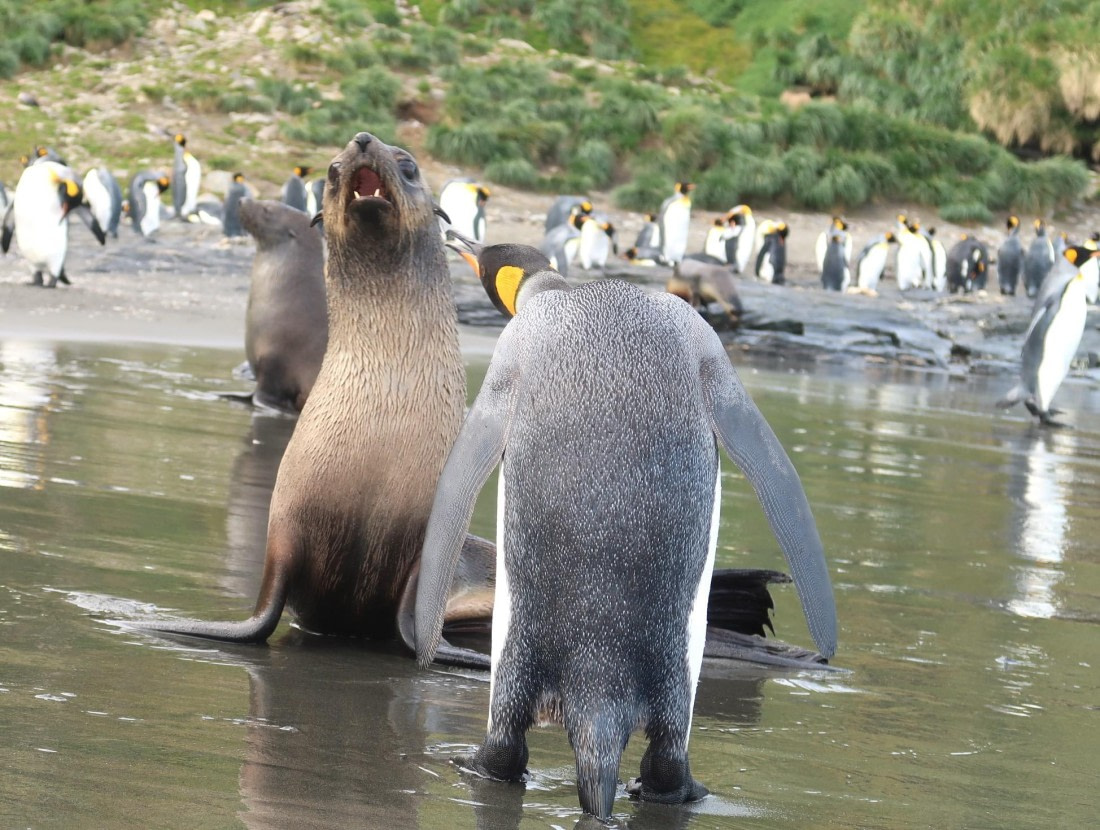 OTL30-25, Day 7, Stay away © Unknown photographer - Oceanwide Expeditions.JPG